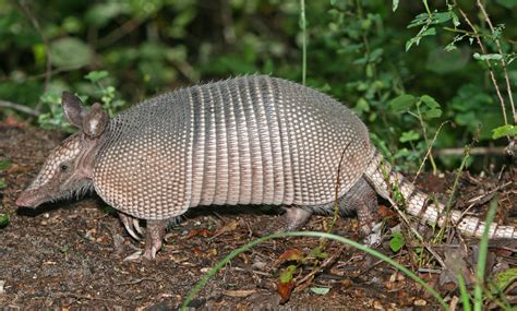 living armadillo wikipedia.